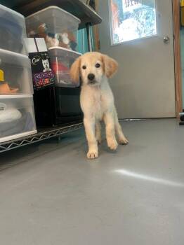 German Shepherd Dog and Labrador Retriever Dogs Available for Adoption - LS1 Dipper | PetCurious