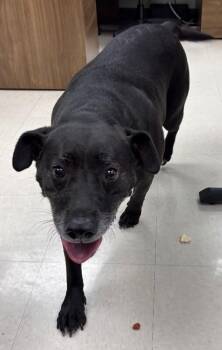 Jade -  Labrador Retriever and Mixed Breed Dog for Adoption in Park Row, Texas - Jade | PetCurious