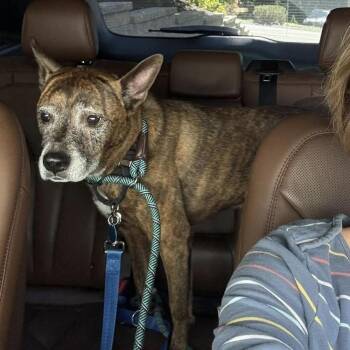 Brownie -  Mixed Breed Dog for Adoption in Groveland, Massachusetts - Brownie | PetCurious