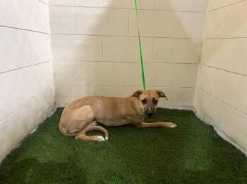 Rescue Black Mouth Cur and Mixed Breed Dogs for Adoption in Winter Haven, Florida - A1246598 | PetCurious
