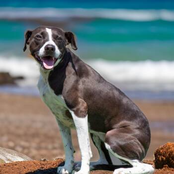 Rescue Mixed Breed and Pointer Dogs for Adoption in Sebastian, Florida - Pepper | PetCurious
