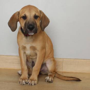 Bruce D69707 -  Pit Bull Terrier and Australian Shepherd Dog for Adoption in Minnetonka, Minnesota - Bruce D69707 | PetCurious