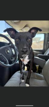 Gaby -  Labrador Retriever and Border Collie Dog for Adoption in New Haven, Connecticut - Gaby | PetCurious