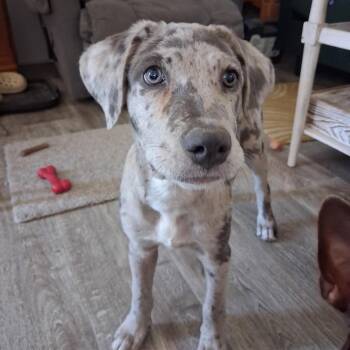Miracle -  Catahoula Leopard Dog Dog for Adoption in Caldwell, Texas - Miracle | PetCurious