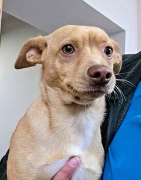 Chihuahua and Dachshund Dogs Available for Adoption in Beatrice, Nebraska - Sourdough | PetCurious