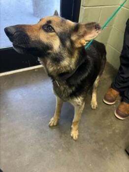 German Shepherd Dog Dogs Available for Adoption in Tulsa, Oklahoma - MAGNOLIA | PetCurious
