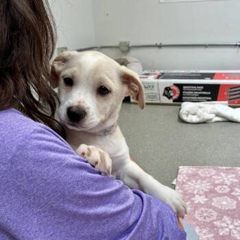 Paolo -  Pit Bull Terrier and Shih Tzu Dog for Adoption in Long Beach, California - Paolo | PetCurious