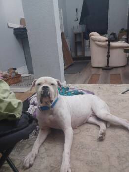 Rescue American Bulldog Dogs for Adoption in Deltona, Florida - Alaska | PetCurious