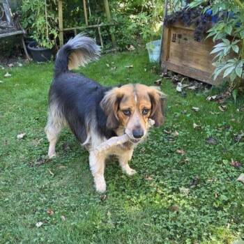 Bash -  Hound and Mixed Breed Dog for Adoption in Sunderland, Ontario - Bash | PetCurious