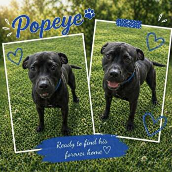 Labrador Retriever and Terrier Dogs Available for Adoption in Lucas, Texas - Popeye  | PetCurious