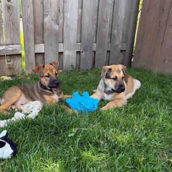 Mixed Breed Dogs Available for Adoption in Wheeling, Illinois - Honey Mustard | PetCurious
