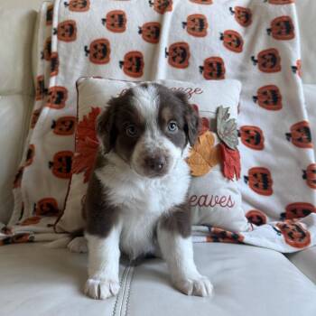 Luca -  Australian Shepherd and Mixed Breed Dog for Adoption in Portland, Oregon - Luca | PetCurious