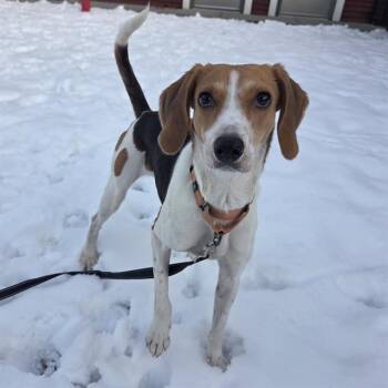 Treeing Walker Coonhound Dogs Available for Adoption - WHISPER | PetCurious