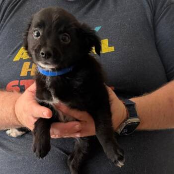 One Fish -  Chihuahua and Miniature Poodle Dog for Adoption in Partlow, Virginia - One Fish | PetCurious