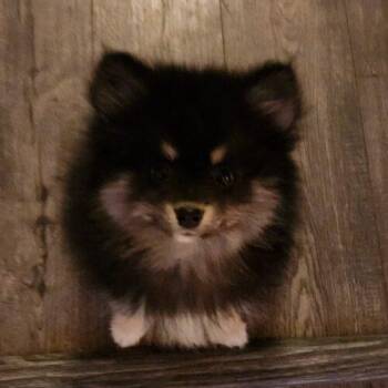 Jack (#393) -  Pomeranian Dog for Adoption in Twin Lakes, Wisconsin - Jack (#393) | PetCurious