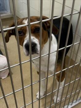Foxhound and Pit Bull Terrier Dogs Available for Adoption in Derwood, Maryland - TRUENO | PetCurious