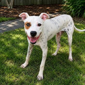 Papa Smurf -  Pit Bull Terrier Dog for Adoption in Valdosta, Georgia - Papa Smurf | PetCurious