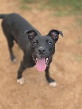 PLUM PUDDIN -  Labrador Retriever and American Staffordshire Terrier Dog for Adoption in York, South Carolina - PLUM PUDDIN | PetCurious