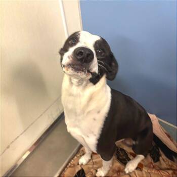 Bruno(Antonio) -  Shepherd Dog for Adoption in Edinburg, Texas - Bruno(Antonio) | PetCurious