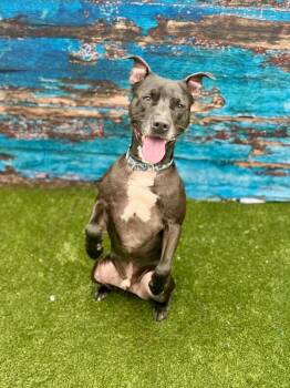 Rocket -  Mixed Breed Dog for Adoption in Miamitown, Ohio - Rocket | PetCurious