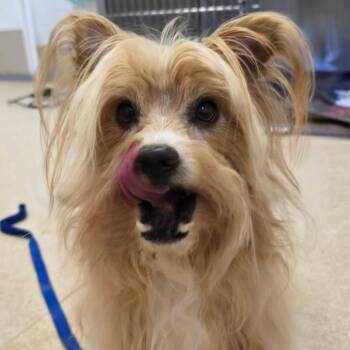 Aemond -  Yorkshire Terrier and Mixed Breed Dog for Adoption in Kanab, Utah - Aemond | PetCurious