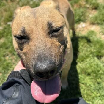 Black Mouth Cur Dogs Available for Adoption in Tullahoma, Tennessee - Ginger | PetCurious