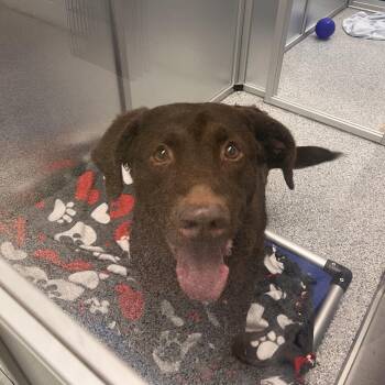 Nemo -  Mixed Breed Dog Available for Adoption in Mentor, Ohio - Nemo | PetCurious