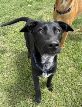 Mixed Breed Dogs Available for Adoption in Davis, California - Bree | PetCurious