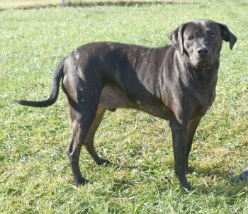 Rescue Labrador Retriever and Mixed Breed Dogs for Adoption in Kingsland, Georgia - Bo | PetCurious