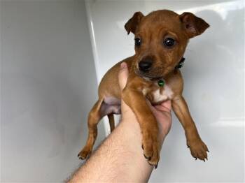 Chihuahua and Mixed Breed Dogs Available for Adoption in Houston, Texas - A656599 | PetCurious