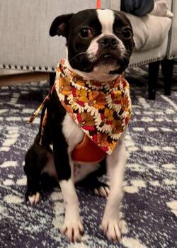 Rescue Boston Terrier Dogs for Adoption in New York, New York - Bella | PetCurious