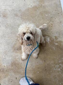 Rescue Poodle Dogs for Adoption in Rocky Mount, North Carolina - Jace109534 | PetCurious