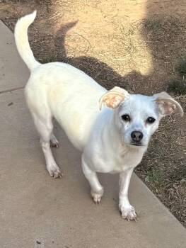 Chihuahua Dogs Available for Adoption - Allie | PetCurious