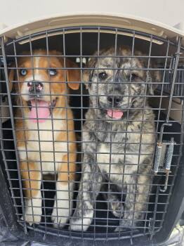 Mountain Cur Dogs Available for Adoption - Alejandro | PetCurious