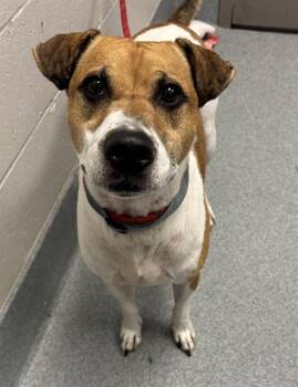 LL BEANS -  Labrador Retriever and Pit Bull Terrier Dog for Adoption in Indianapolis, Indiana - LL BEANS | PetCurious