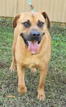 Rescue Mastiff Dogs for Adoption in New York, New York - Bon Jovi *foster Needed* | PetCurious