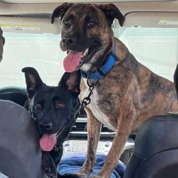 Ford and Rocky - Sweet Bonded Brothers -  Shepherd Dog for Adoption in Houston, Texas - Ford And Rocky - Sweet Bonded Brothers | PetCurious