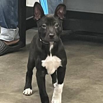 Terrier Dogs Available for Adoption in Tampa, Florida - Gremlin | PetCurious