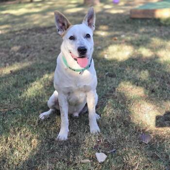 Mixed Breed Dogs Available for Adoption - Duke | PetCurious