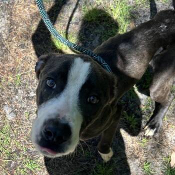 Pit Bull Terrier and Mixed Breed Dogs Available for Adoption in Newport, North Carolina - String Bean | PetCurious