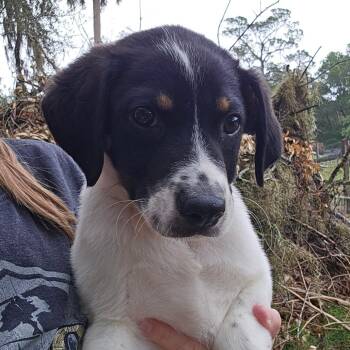 Clayton -  Mixed Breed Dog for Adoption in Williston, Florida - Clayton | PetCurious