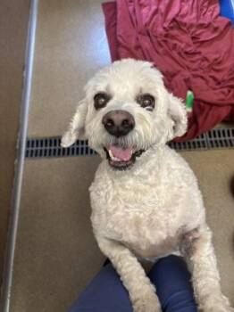 Jenni -  Cocker Spaniel and Poodle Dog for Adoption in East Brookfield, Massachusetts - Jenni | PetCurious