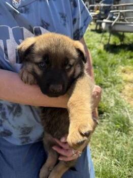 Great Pyrenees and Mixed Breed Dogs Available for Adoption in Klamath Falls, Oregon - June | PetCurious