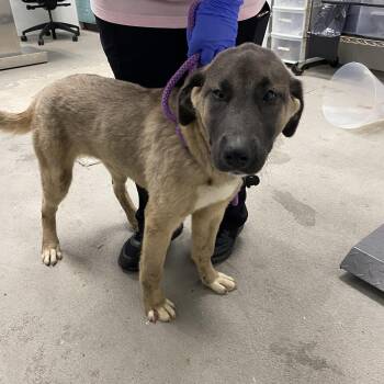 Anatolian Shepherd Dogs Available for Adoption - Leia | PetCurious