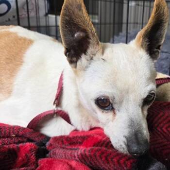 Mister -  Chihuahua Dog for Adoption in Ramona, California - Mister | PetCurious