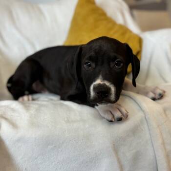 Rescue Mixed Breed Dogs for Adoption in Park City, Utah - Tofurkey | PetCurious