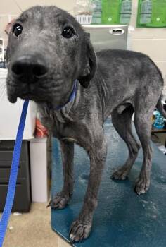 Bandit -  Labrador Retriever Dog for Adoption in Mobile, Alabama - Bandit | PetCurious