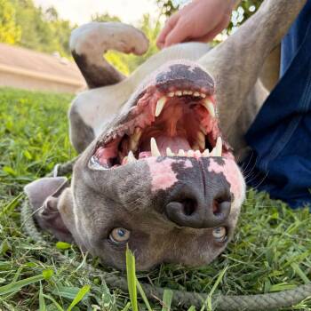 Achilles -  American Staffordshire Terrier and Greyhound Dog for Adoption in Franklin, North Carolina - Achilles | PetCurious