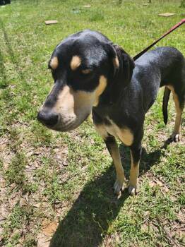 Rescue Hound Dogs for Adoption in Troy, Alabama - Marigold | PetCurious
