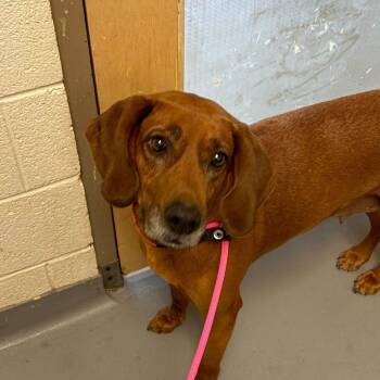 Mixed Breed Dogs Available for Adoption in Asheville, North Carolina - Cooper | PetCurious